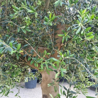 Olivenbaum "Olea Europaea" (Nr.10) 58cm Stammu....