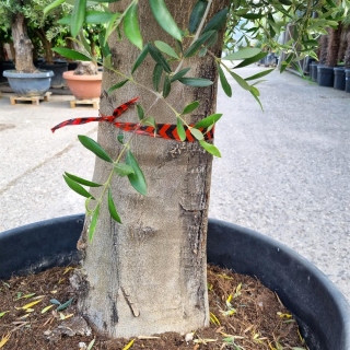 Olivenbaum "Olea Europaea" (Nr.10) 58cm Stammu. 220cm hoch