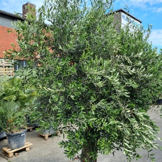 Olivenbaum "Olea Europaea" (Nr.10) 58cm Stammu. 220cm hoch