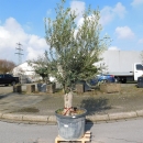 Olivenbaum "Olea Europaea" (Nr.19) 48cm Stammu....