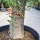 Olivenbaum "Olea Europaea" (Nr.10) 58cm Stammu. 220cm hoch