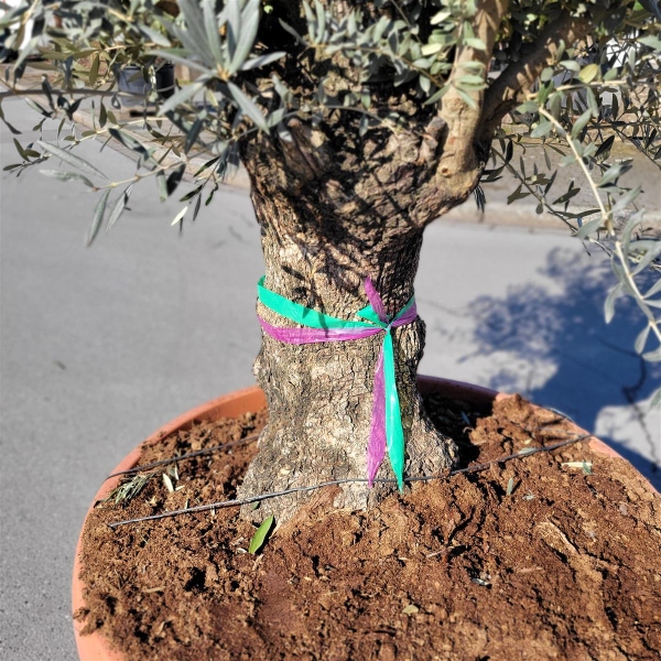 erde für sansevieria Große Schwiegermutterzunge kaufen – Green Me Up main image 1