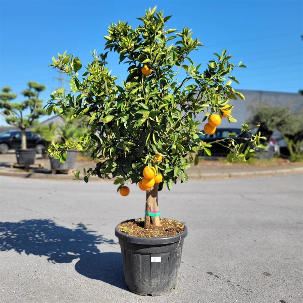Orangenbaum "Citrus Sinensis" (Nr. 2) 25cm Stammu. 180cm hoch
