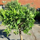 Orangenbaum "Citrus Sinensis" (Nr. 2) 25cm...