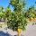 Orangenbaum "Citrus Sinensis" (Nr. 2) 25cm Stammu. 180cm hoch