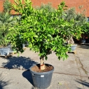 Orangenbaum "Citrus Sinensis" (Nr. 4) 24cm...