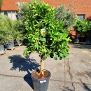 Orangenbaum "Citrus Sinensis" (Nr. 5) 24cm...