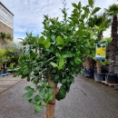 Zitronenbaum "Citrus Limon"  (Nr. 2) 34cm Stammu. 190cm hoch