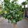 Zitronenbaum "Citrus Limon"  (Nr. 3) 33cm Stammu. 220cm hoch