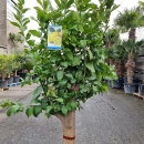 Zitronenbaum "Citrus Limon"  (Nr. 5) 36cm Stammu. 200cm hoch