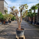 Granatapfelbaum "Punica Granatum" (Nr. 3) 50cm Stammu. 190cm hoch