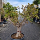 Granatapfelbaum "Punica Granatum" (Nr. 9) 65cm Stammu. 170cm hoch
