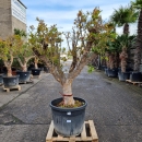 Granatapfelbaum "Punica Granatum" (Nr. 6) 50cm Stammu. 160cm hoch