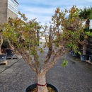 Granatapfelbaum "Punica Granatum" (Nr. 6) 50cm Stammu. 160cm hoch
