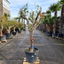 Granatapfelbaum "Punica Granatum" (Nr. 27) 32cm...