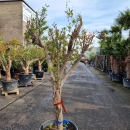 Granatapfelbaum "Punica Granatum" (Nr. 27) 32cm Stammu. 180cm hoch