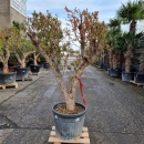 Granatapfelbaum "Punica Granatum" (Nr. 26) 48cm Stammu. 180cm hoch