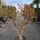 Granatapfelbaum "Punica Granatum" (Nr. 26) 48cm Stammu. 180cm hoch