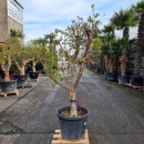 Granatapfelbaum "Punica Granatum" (Nr. 24) 35cm Stammu. 190cm hoch