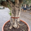Olivenbaum "Olea Europaea" 82cm Stammu. Schale 3
