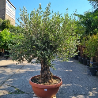 Olivenbaum Schale Nummer 4