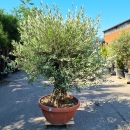Olivenbaum "Olea Europaea" 110cm Stammu. Schale 4