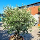 Olivenbaum "Olea Europaea" 110cm Stammu. Schale 4