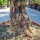 Olivenbaum Schale Nummer 4 100cm Stammumfang