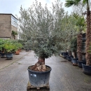 Olivenbaum "Olea Europaea" (Nr. 37)  140cm...