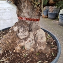 Olivenbaum "Olea Europaea" (Nr. 37)  140cm Stammumfang - 250cm hoch