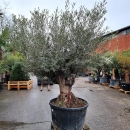 Olivenbaum "Olea Europaea" (Nr. 37)  140cm Stammumfang - 250cm hoch