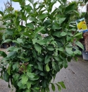 Zitronenbaum "Citrus Limon"  (Nr. 7) 37cm Stammu. 200cm hoch