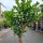 Zitronenbaum "Citrus Limon"  (Nr. 8) 33cm Stammu. 210cm hoch