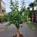 Zitronenbaum "Citrus Limon"  (Nr. 11) 34cm Stammu. 210cm hoch
