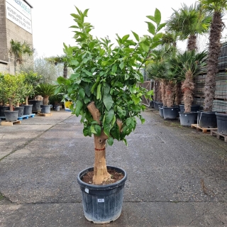 Zitronenbaum "Citrus Limon"  (Nr. 12) 37cm Stammu. 200cm hoch