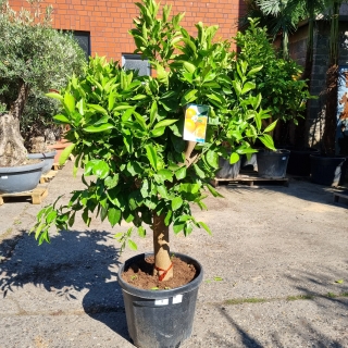 Orangenbaum "Citrus Sinensis" (Nr. 9) 31cm Stammu. 170cm hoch