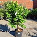 Orangenbaum "Citrus Sinensis" (Nr. 6) 24cm...