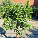 Orangenbaum "Citrus Sinensis" (Nr. 1) 25cm...