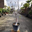Feigenbaum "Ficus Carica" (Nr.5) +/-35cm Stammumfang