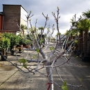 Feigenbaum "Ficus Carica" (Nr.5) +/-35cm...