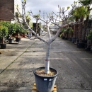 Feigenbaum "Ficus Carica" (Nr.6) +/-36cm Stammumfang
