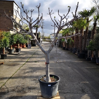 Feigenbaum "Ficus Carica" (Nr.8) +/-35cm Stammumfang
