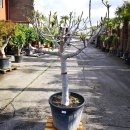 Feigenbaum "Ficus Carica" (Nr.10) +/-33cm...