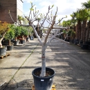 Feigenbaum "Ficus Carica" (Nr.11) +/-31cm Stammumfang