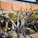 Feigenbaum "Ficus Carica" (Nr.11) +/-31cm Stammumfang