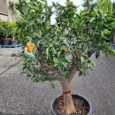 Mandarinenbaum "Citrus Reticulata"  (Nr. 3) Stammu. 33cm 160cm hoch