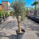 Olivenbaum "Olea Europaea" (Nr.41) 38cm Stammu....