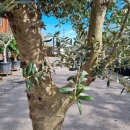 Olivenbaum "Olea Europaea" (Nr.41) 38cm Stammu. Verzweigt +/-200cm