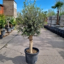 Olivenbaum "Olea Europaea"  35-40cm Stammu. +/-200cm