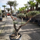 Olivenbaum "Olea Europaea" (Nr.7) Tellerschnitt 200cm hoch